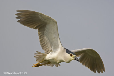 Nittìcora (Nycticorax nycticorax)