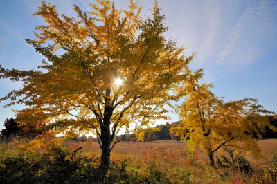 fall_colors