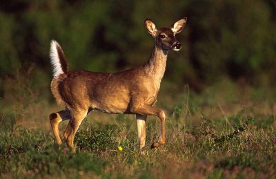 Copy of coastal bend wildlife photo contest  2005 kent savage 027.jpg