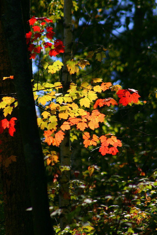 Early Colour Change