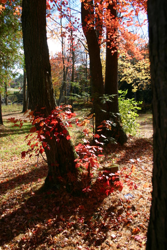 Behind the Trees