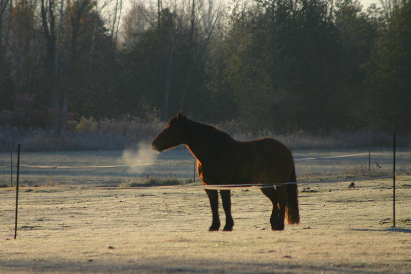 Frosty Snort