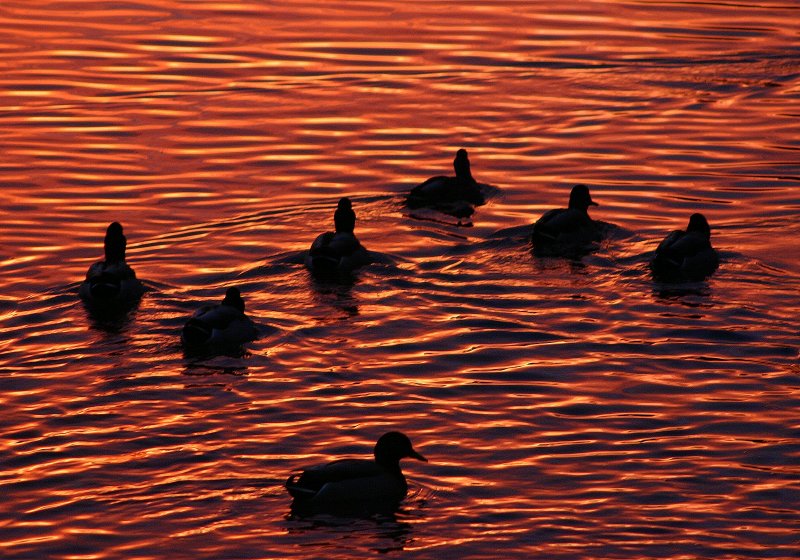 Morning Mallards