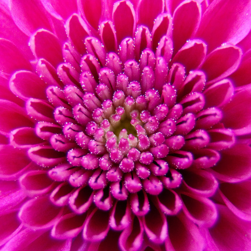 Chrysanthemum