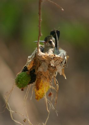 Nesting Humming Bird - Mexico