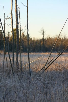 Frosty Wetland