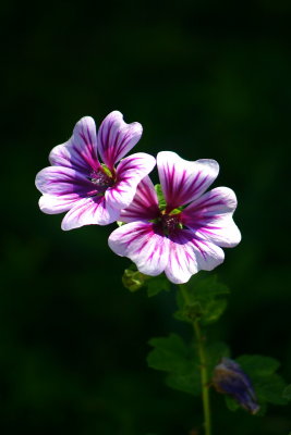 Unknown - 2