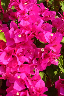 Bouganvillia
