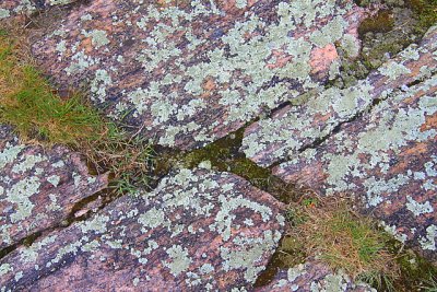 Grass Granite and Lichen