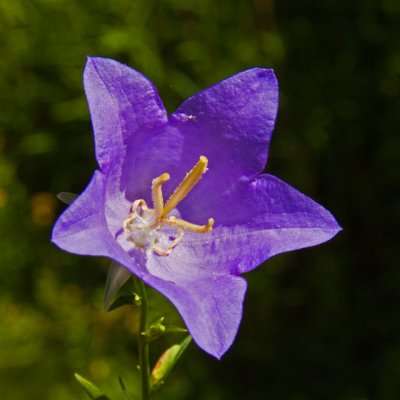 Ontario Wild Flower