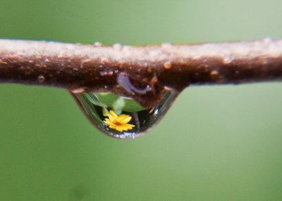 Droplet Flower