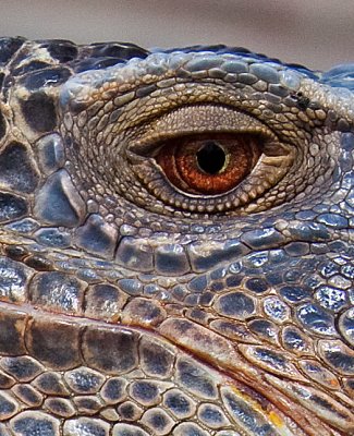 Reptilian Eye