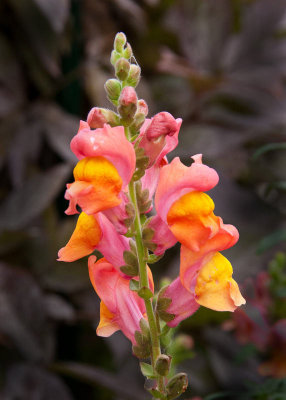 Snapdragon