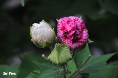 DSC_7037.jpg