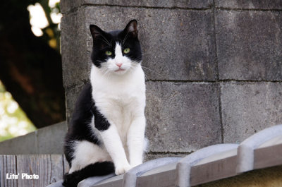 DSC_7594.jpg