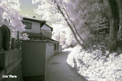 DSC_3133.jpg