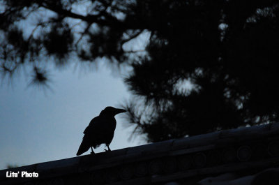 DSC_8097.jpg