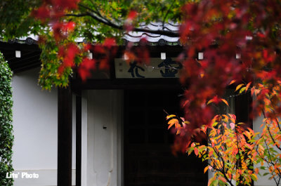 DSC_9501.jpg