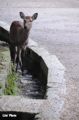 DSC_1372.jpg