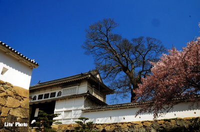 DSC_8728.jpg