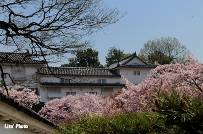 DSC_8755.jpg
