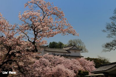 DSC_8774.jpg