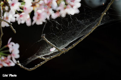 DSC_8784.jpg