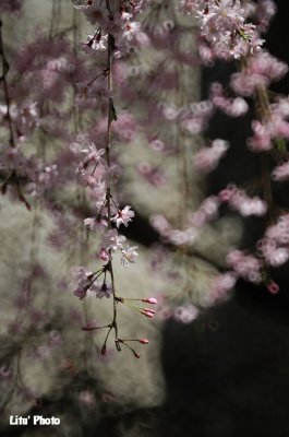 DSC_8823.jpg