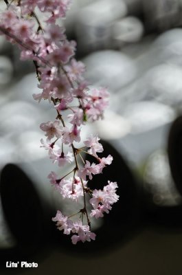 DSC_8824.jpg