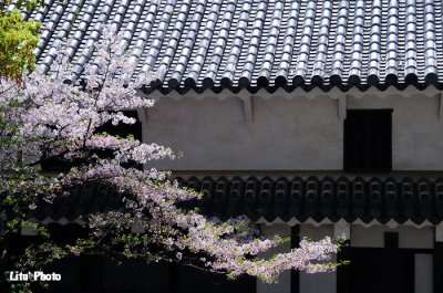 DSC_8868.jpg