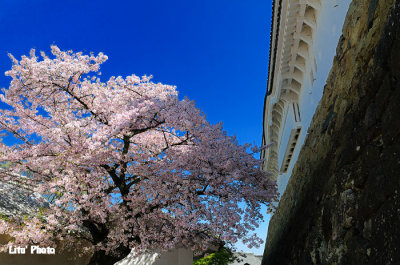 DSC_8967.jpg