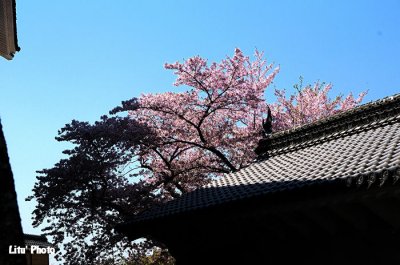 DSC_8976.jpg