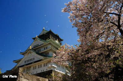 sakula_season_in_osaka