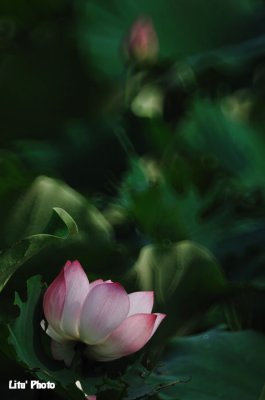DSC_2900.jpg