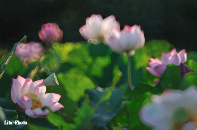 DSC_3032.jpg