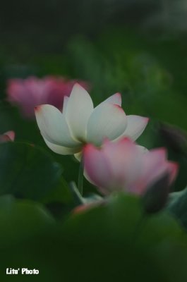 DSC_3341.jpg
