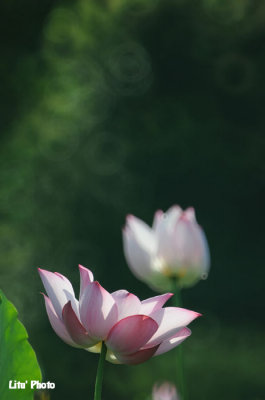 DSC_3721.jpg