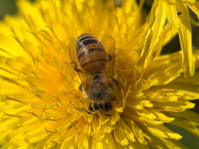 080325-Fiori.091