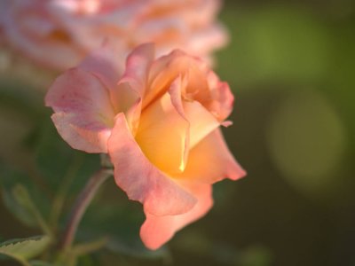 P8182612
