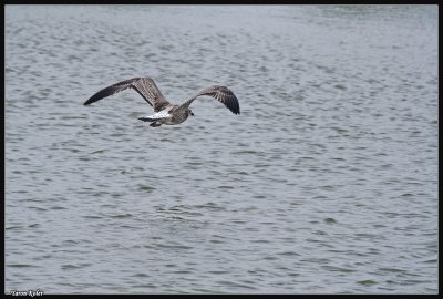 Larus 4