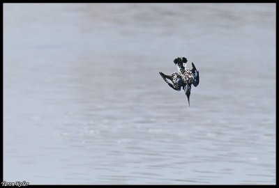 Pied kingfisher 2