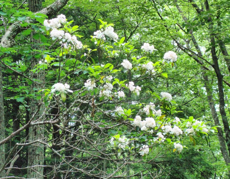 Mountain Laurel Blossoms