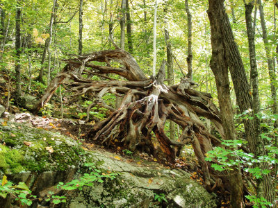 Tree Root Along Bald Knob Trail