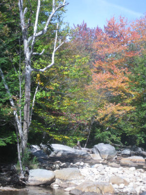 Trees Changing Color on the Pemi.