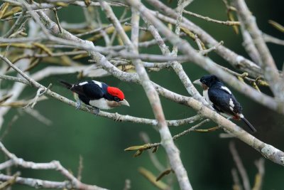 Black-girdled_Barbet