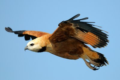 Black-collared Hawk