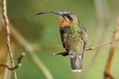 Rufous-brested Hermit