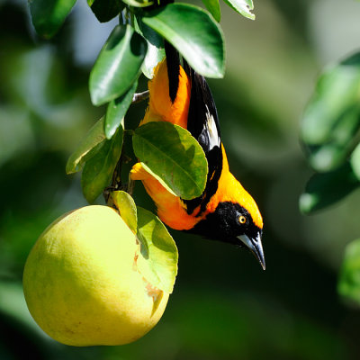 Orange-backed Troupial