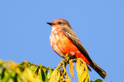 Vermilion Flycatcher