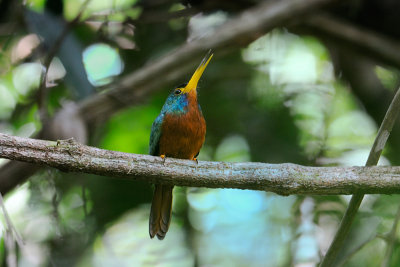 Blue-cheeked Jacamar